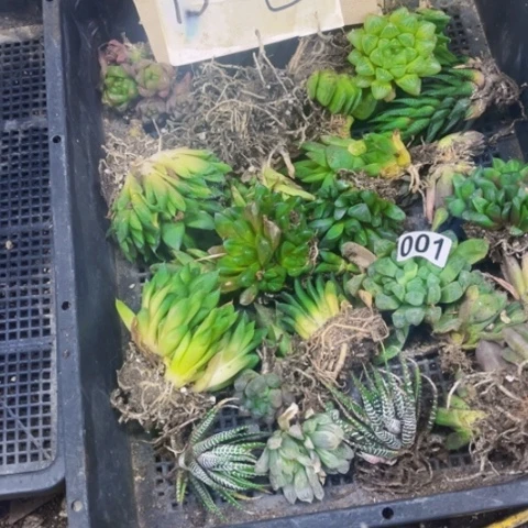 001丑雨露一筐一物一图如图