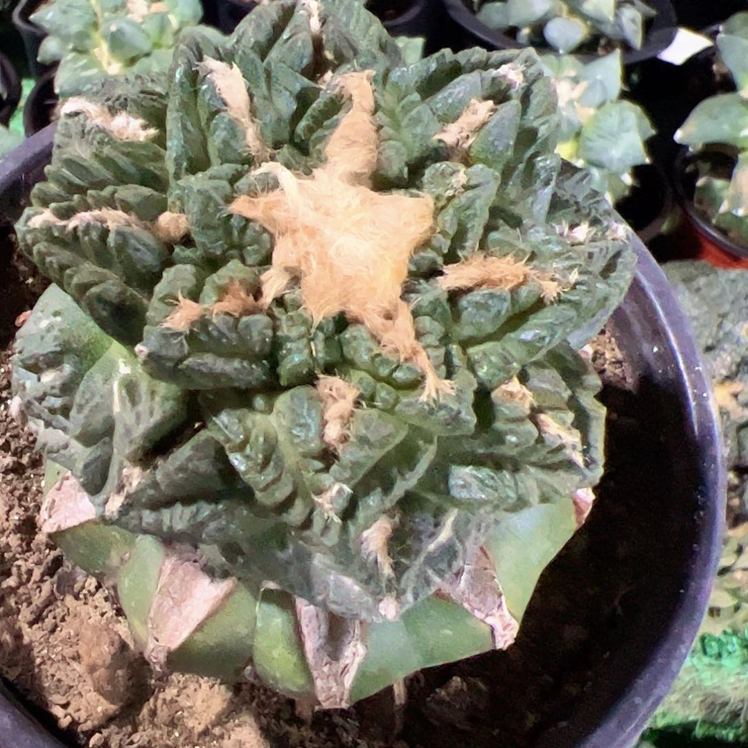 无花朵福利隔尤龟甲牡丹876