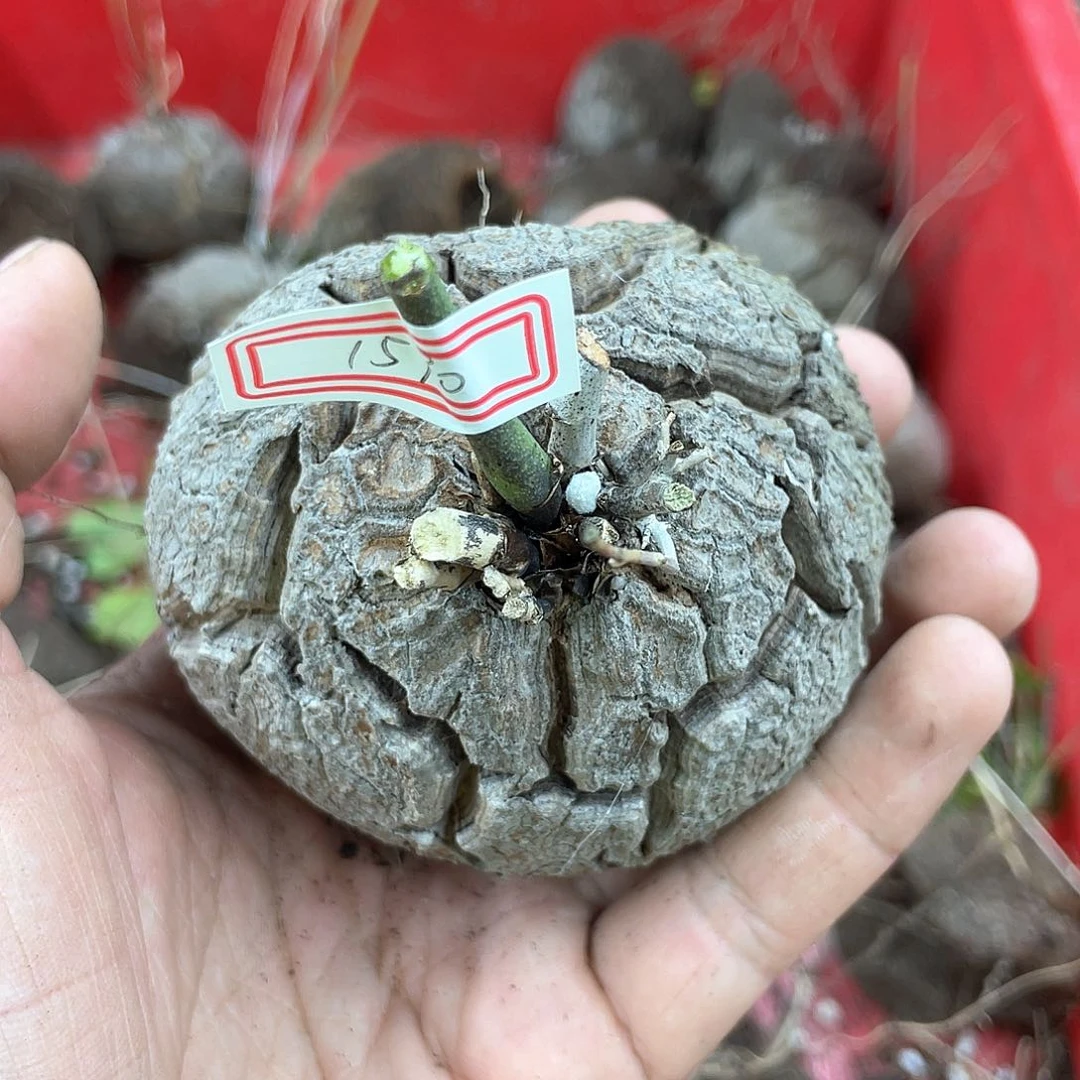 龟甲龙一物一拍1590号8cm