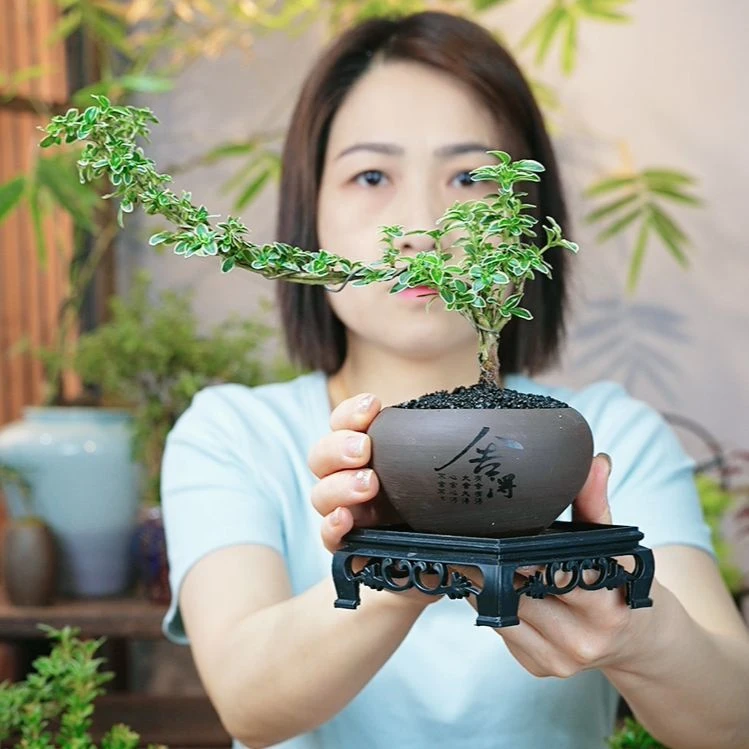 飘枝造型六月雪盆景小盆栽微型造型实物禅意小美庭院四季常青绿植
