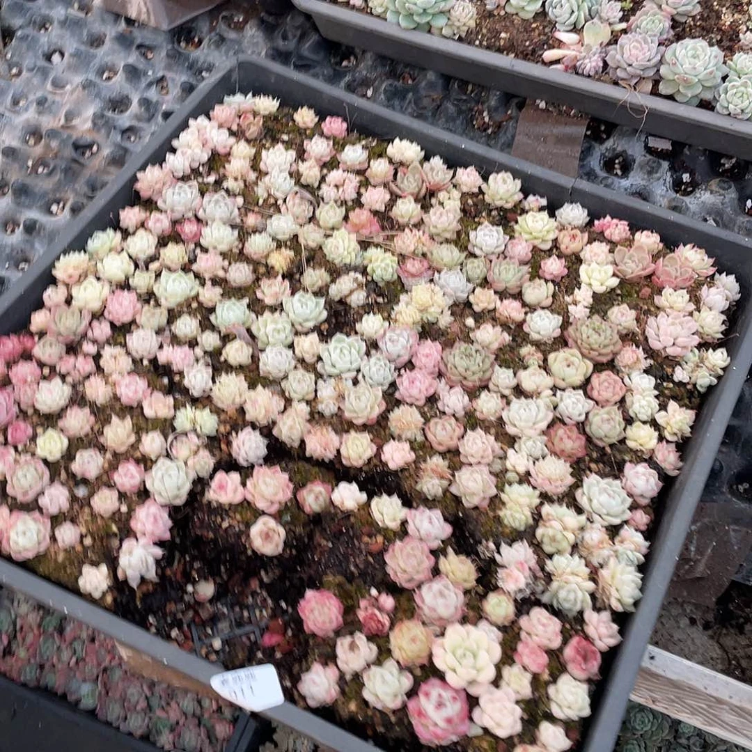 招***宝011。 切盒发货。