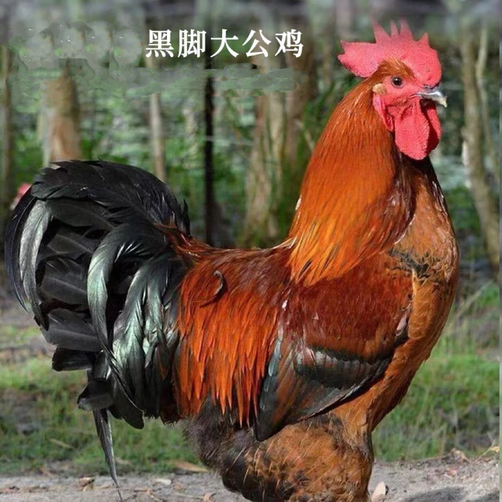 【新疆包邮】黑脚鸡农家土鸡现杀走地鸡新鲜鸡肉