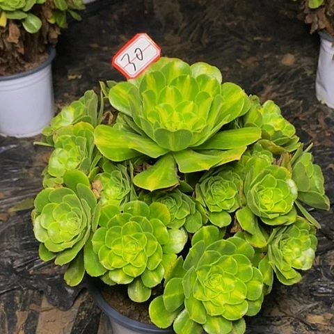 翡翠琉璃老桩捧花30号