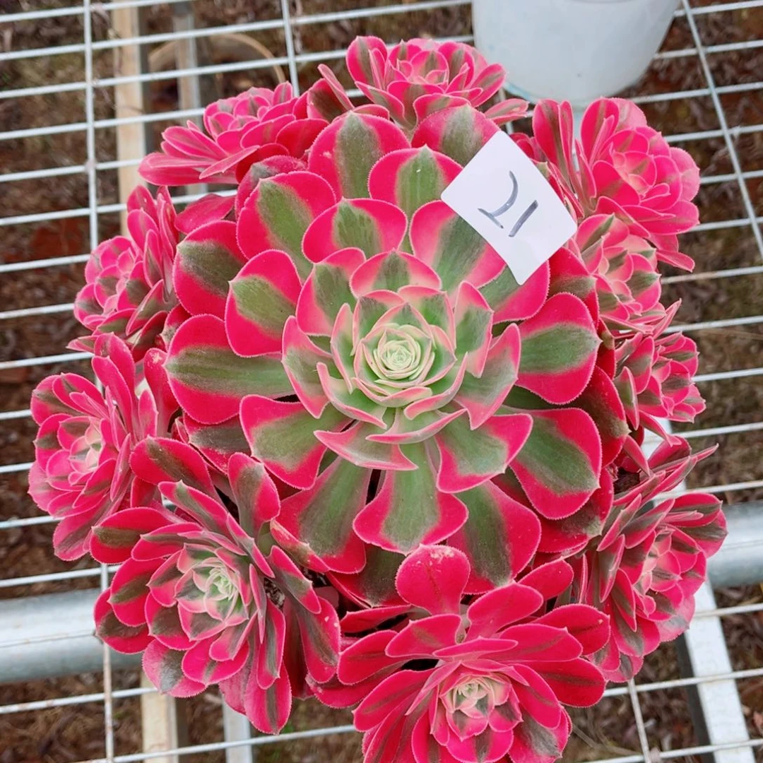 一物一拍多肉法师21