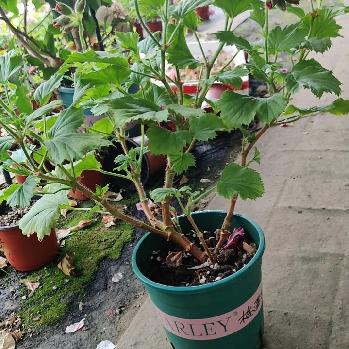 啦啦啦啦啦啦啦啦啦啦啦啦啦啦