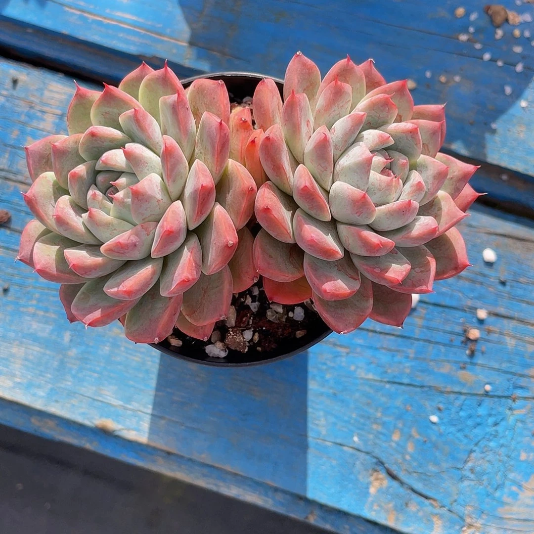 小***️多肉植物盆栽多肉植物