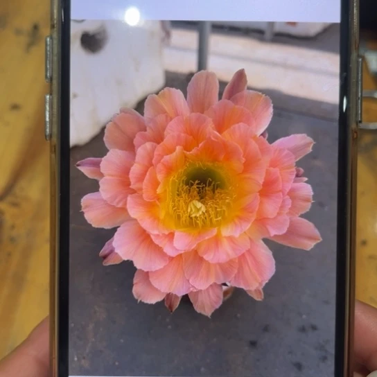 彩草夏娃7公分左右