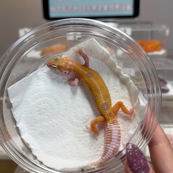 豹纹守宫暴龙母温盾尾脚微缺钙