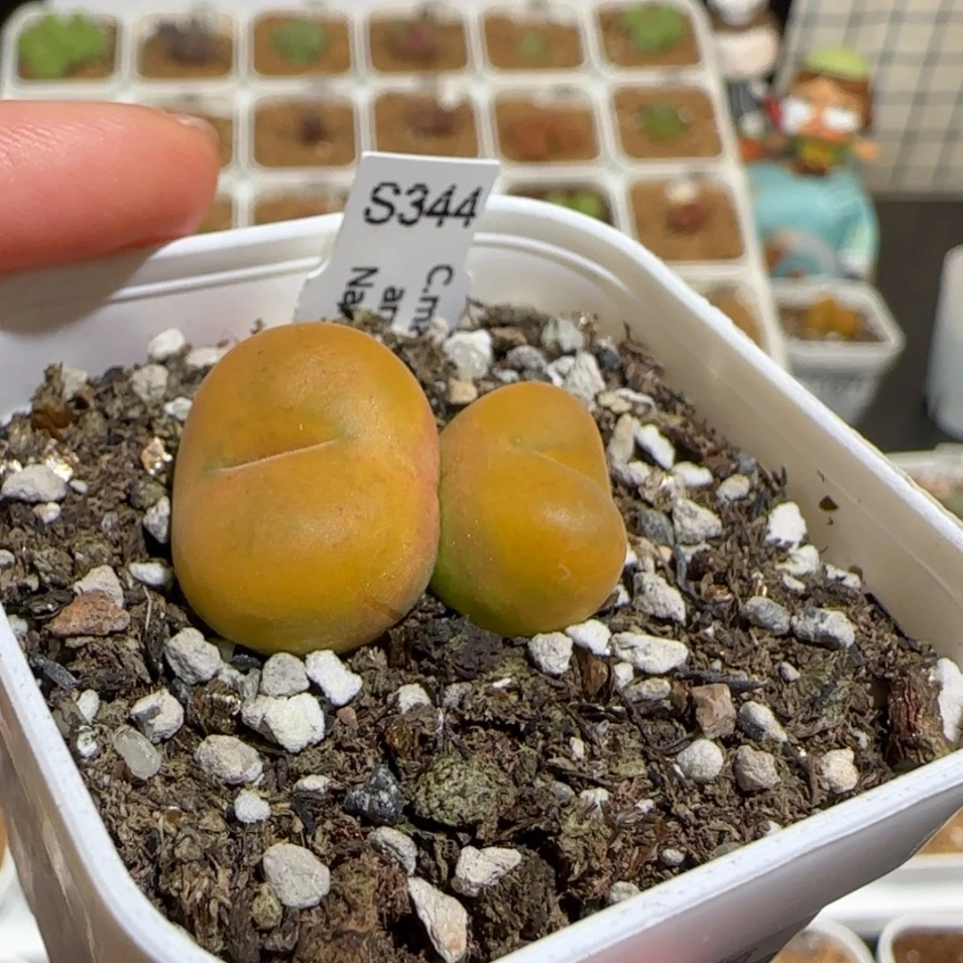 肉锥多肉植物组合-优选水蜜桃母本福利1671