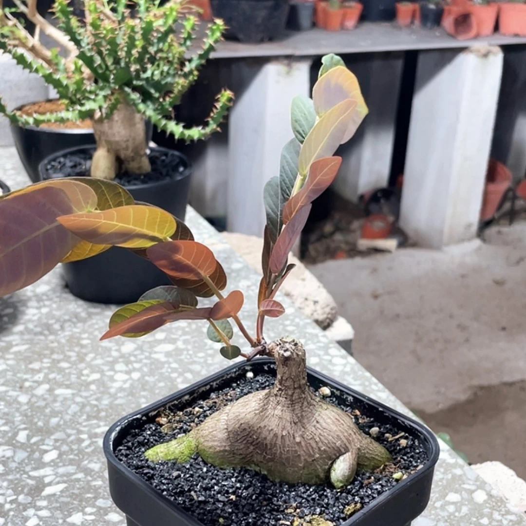 H**k6666666666666666666666