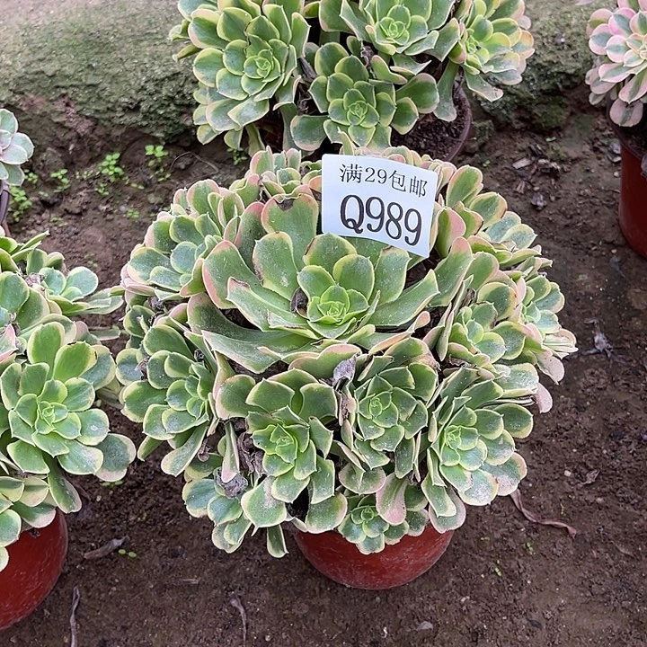 989特斯拉多肉植物