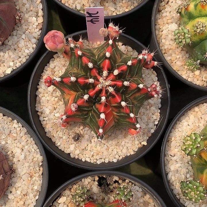 214-0421泰国发货多肉