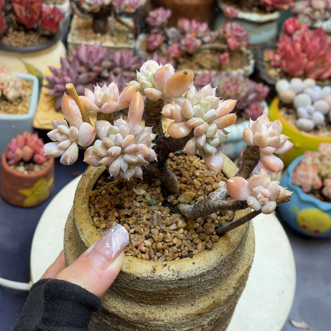 奶酪杂交美人兮老桩