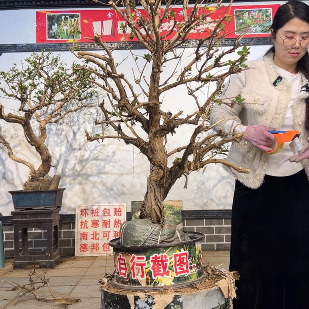 无花朵金银花8888