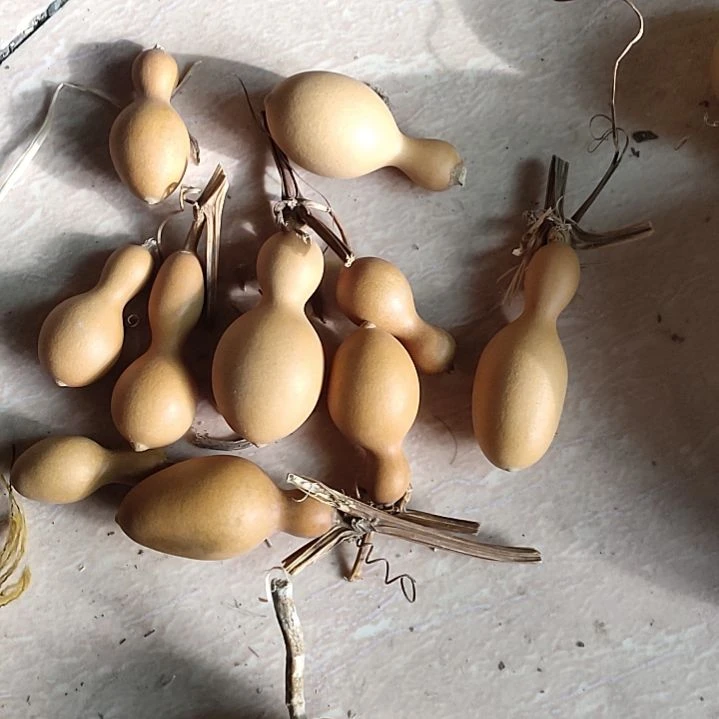 梧***t天然葫芦10个小鸡腿葫芦