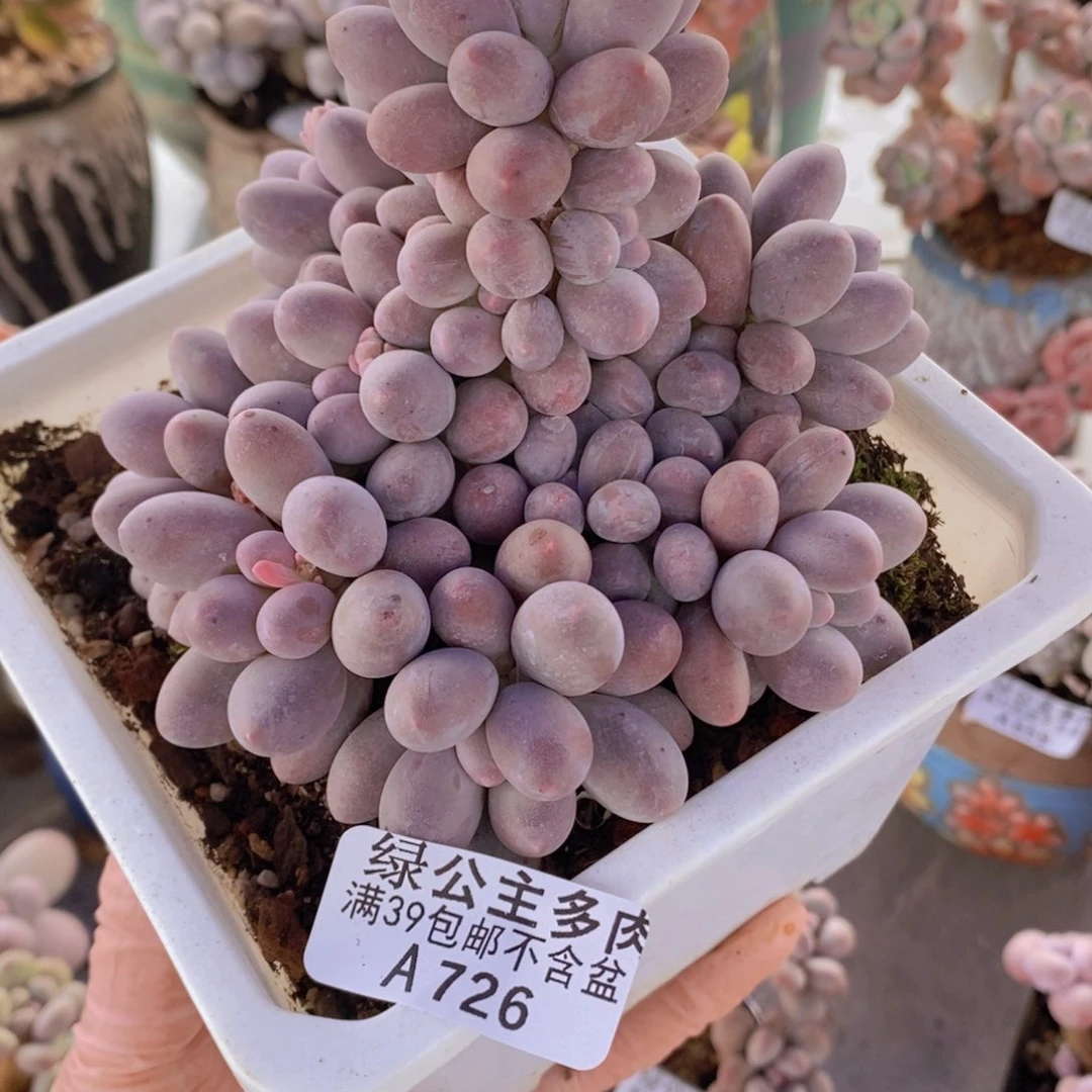 汤圆老桩10cm726多肉植物