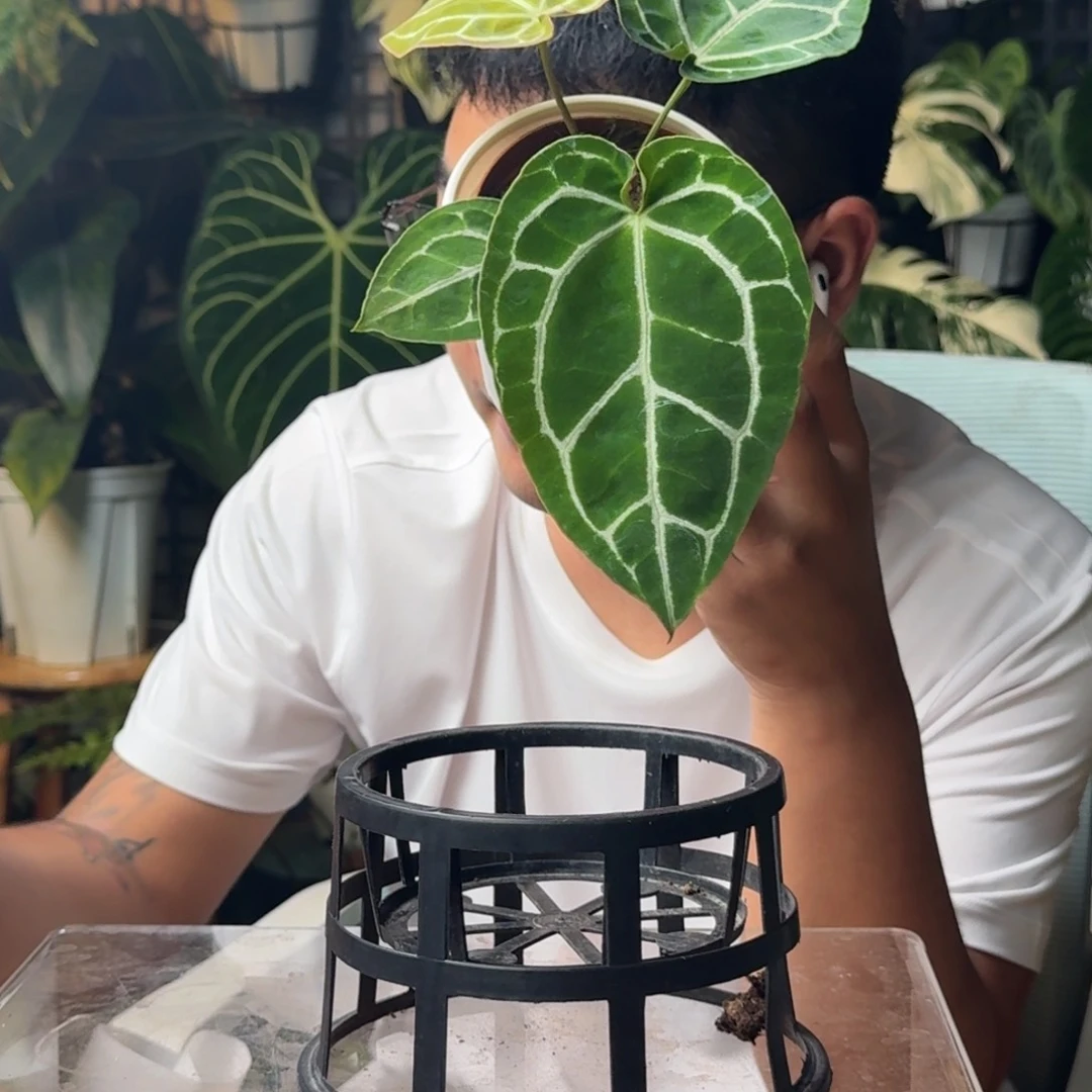 1***.无花朵一物一拍E75