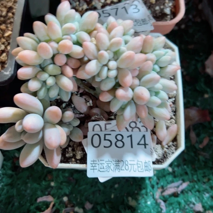 幸运的是我还没遇到一