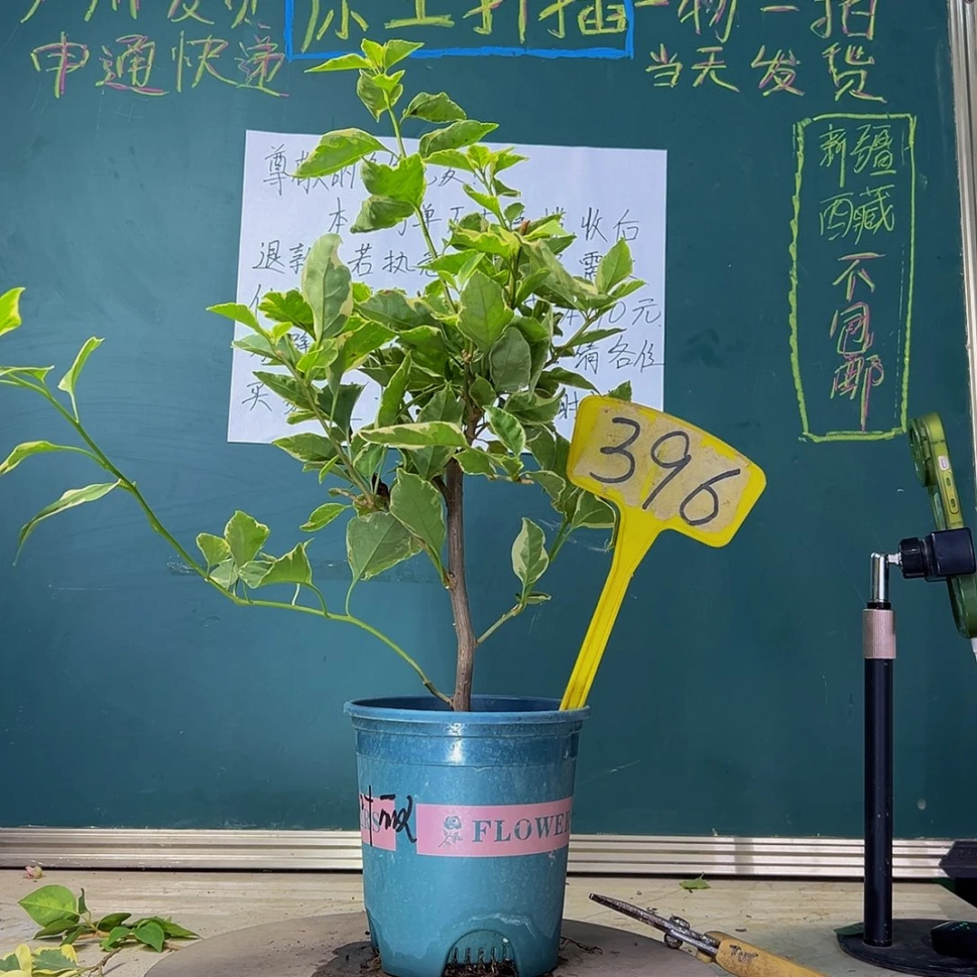 当前无花栽培后可以开花  福利  小斑叶丽人  396