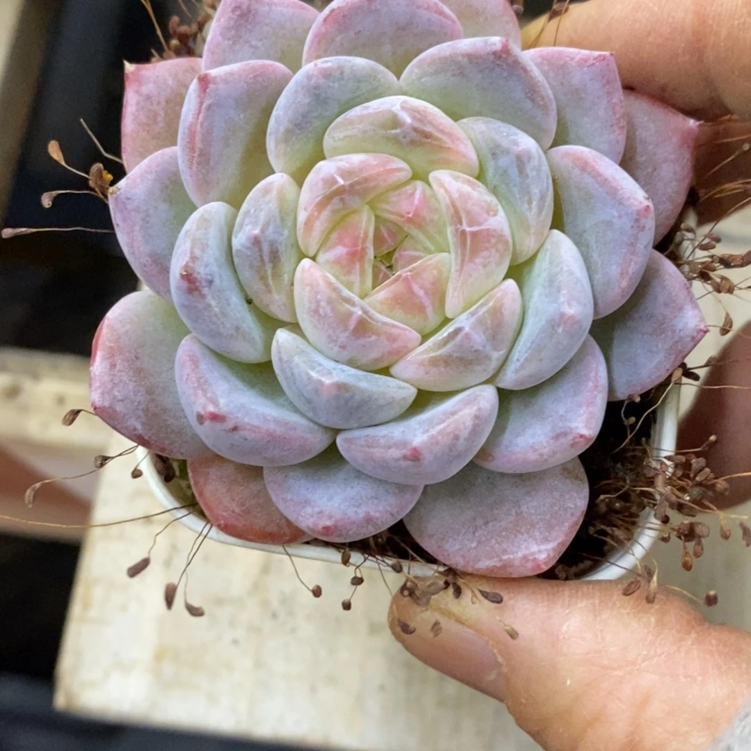 精品多肉一物一拍不包整145