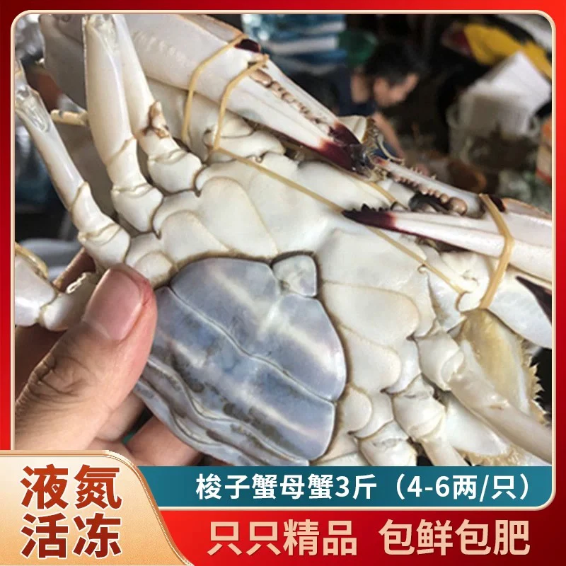 4-6两/只母蟹6只约3斤舟山野生梭子蟹肉母蟹【冻蟹】不可整只蒸煮