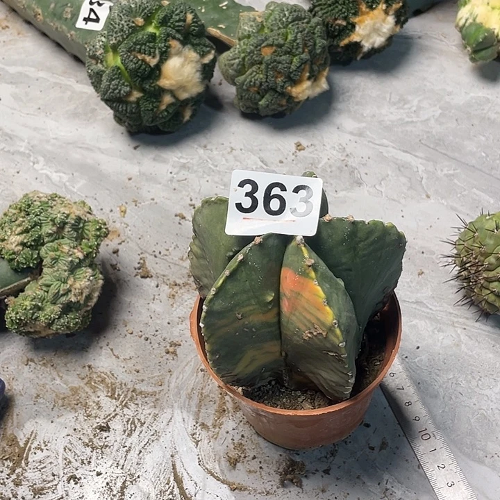 完全开放363栾一个