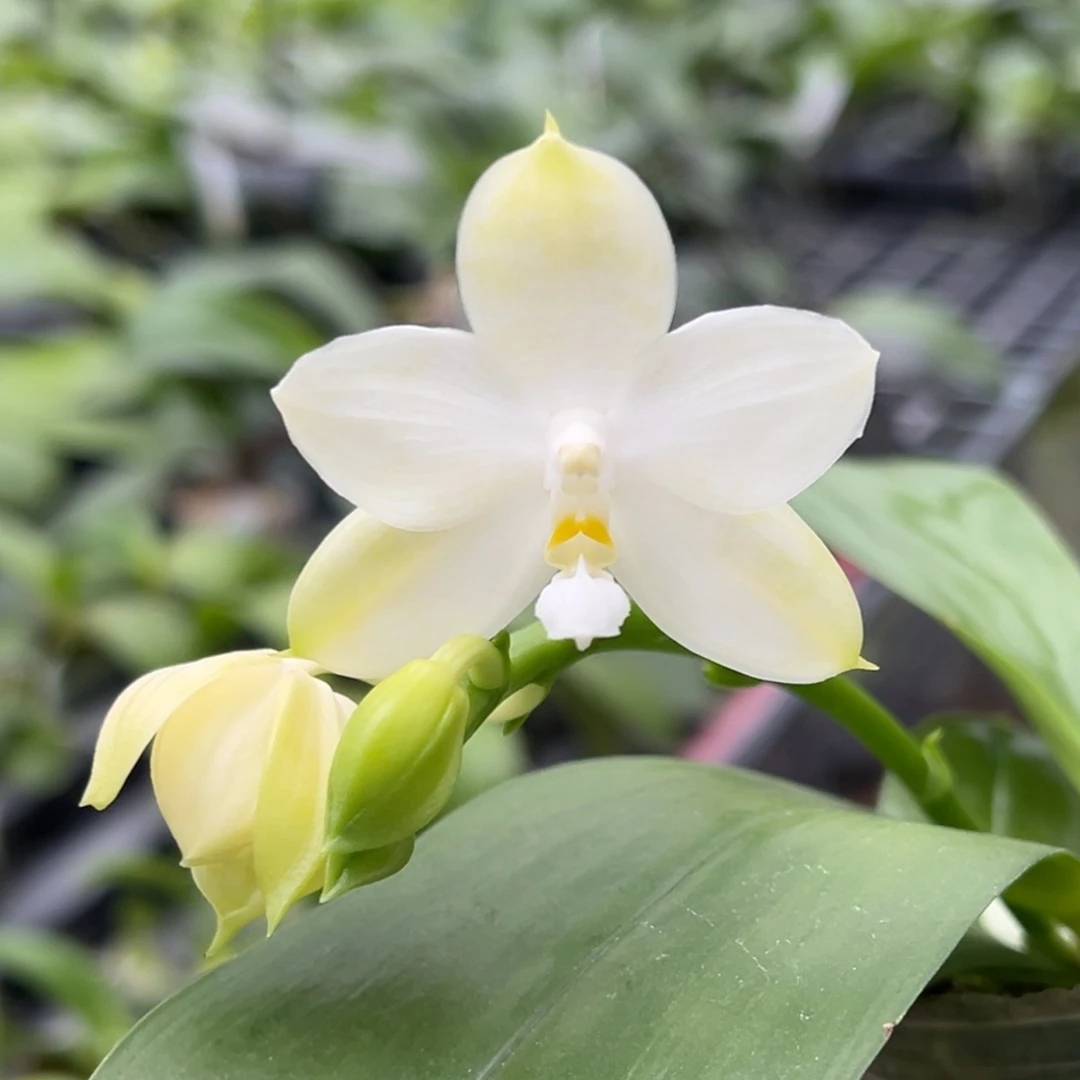 完全开放36号，68米