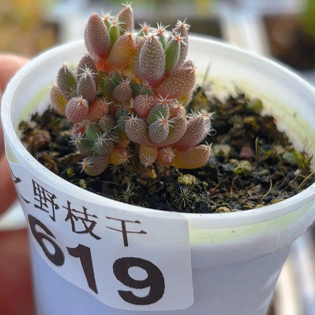 实生彩色玉米619。