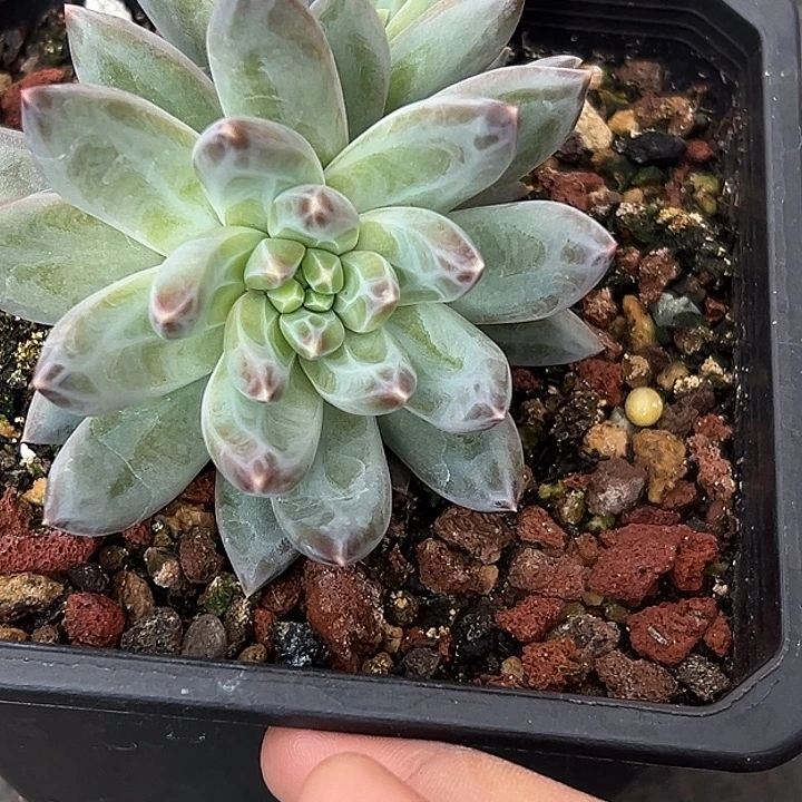 美人特价多肉一物一拍