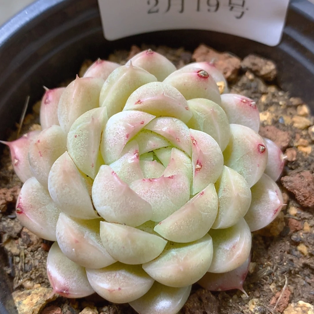 【闪购商品】云152号