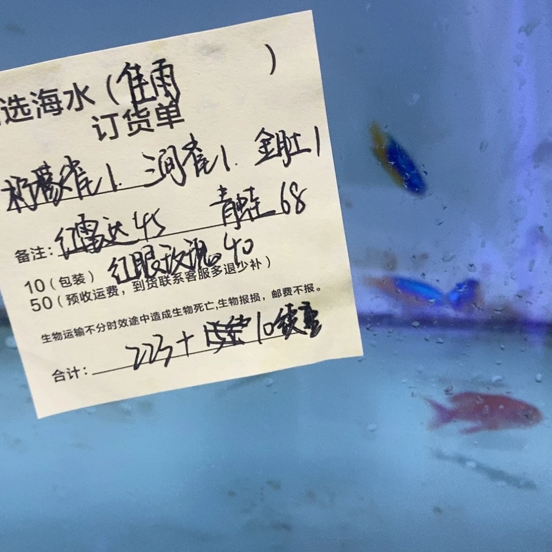 海水鱼柠檬雀➕三间雀➕金肚蓝➕红雷达➕青蛙小的➕红颜玫瑰➕10续重