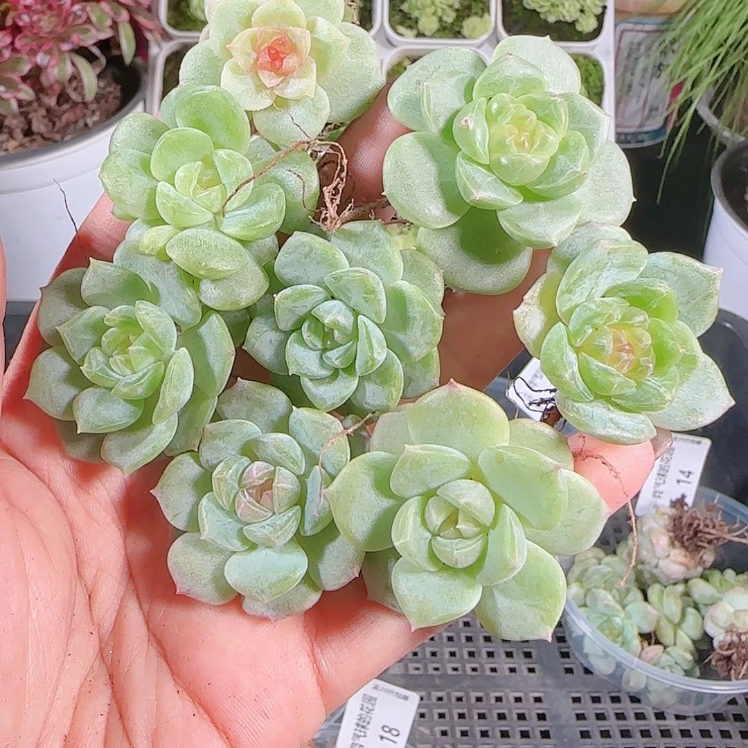 0630---19糖心珍妮2-3cm