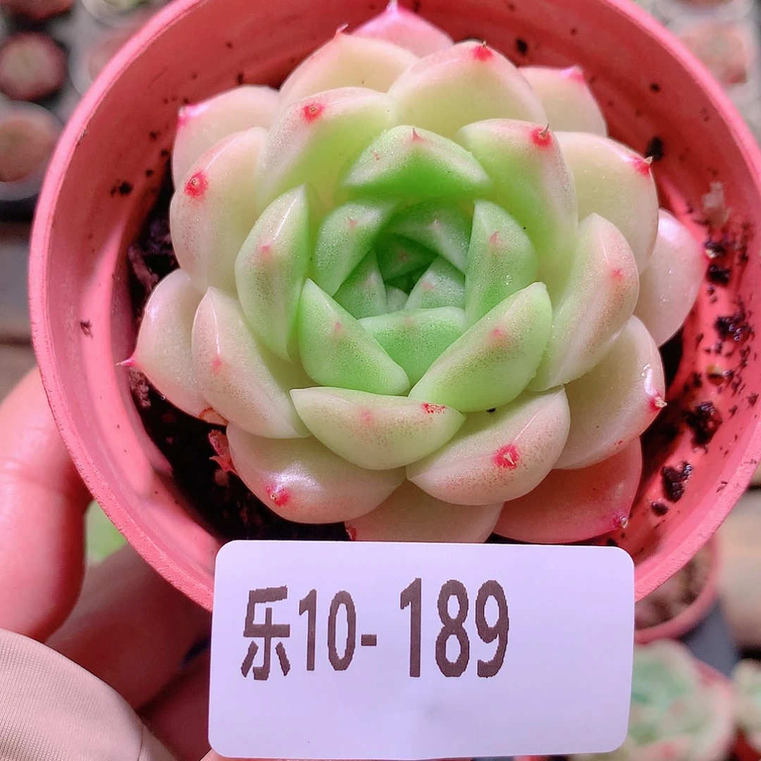 乐然10-189 麦秆单头