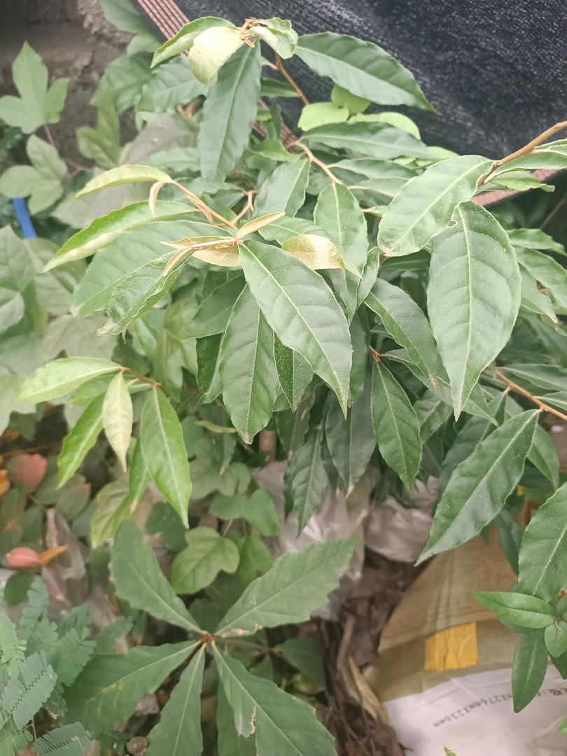 胡秃子羊奶果蚂蝗，挂果如图翅果菊蓖麻子三枝九叶草绿植图片盆栽