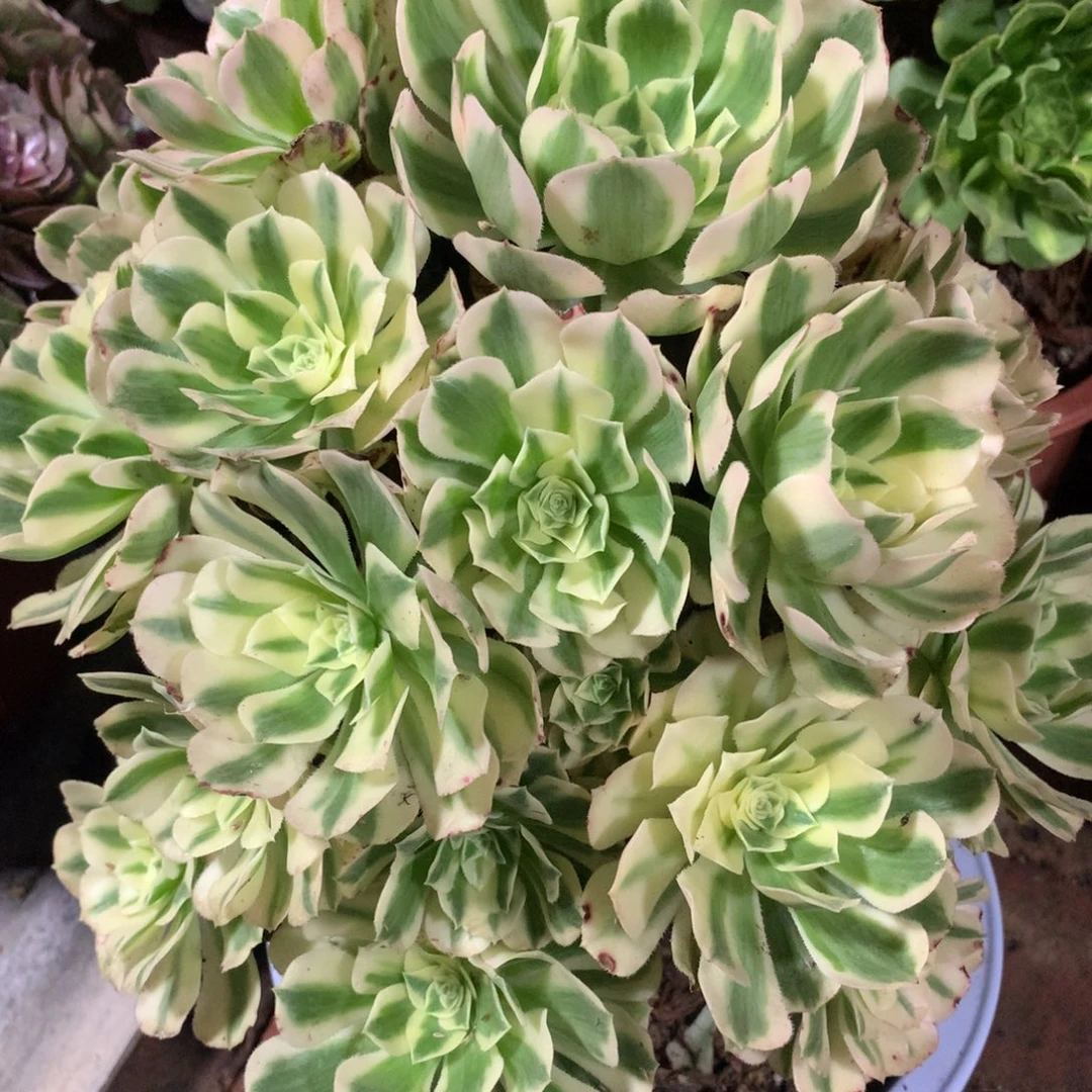 迈巴赫，多肉植物的