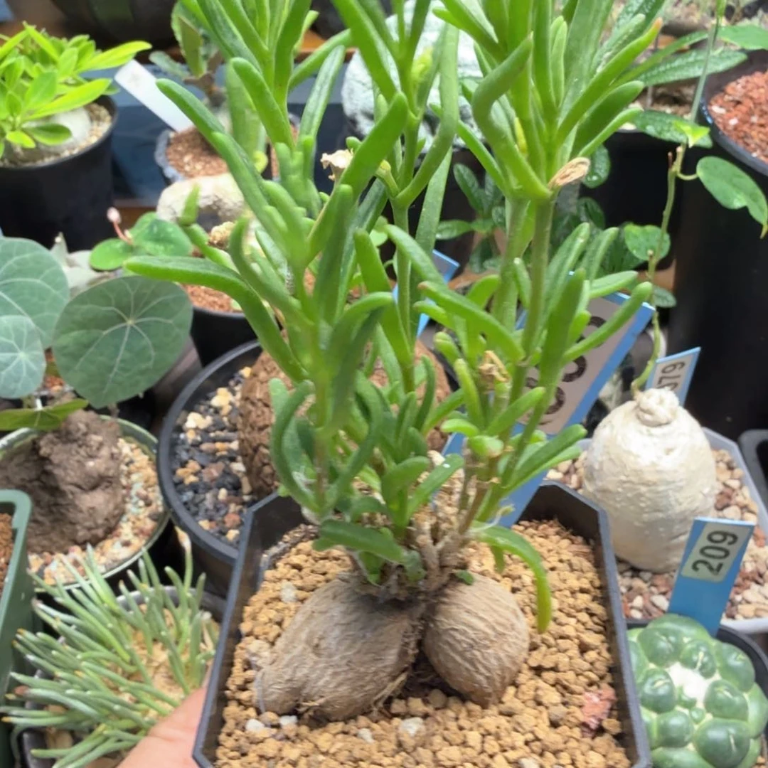 冰花338仙人球块根植物