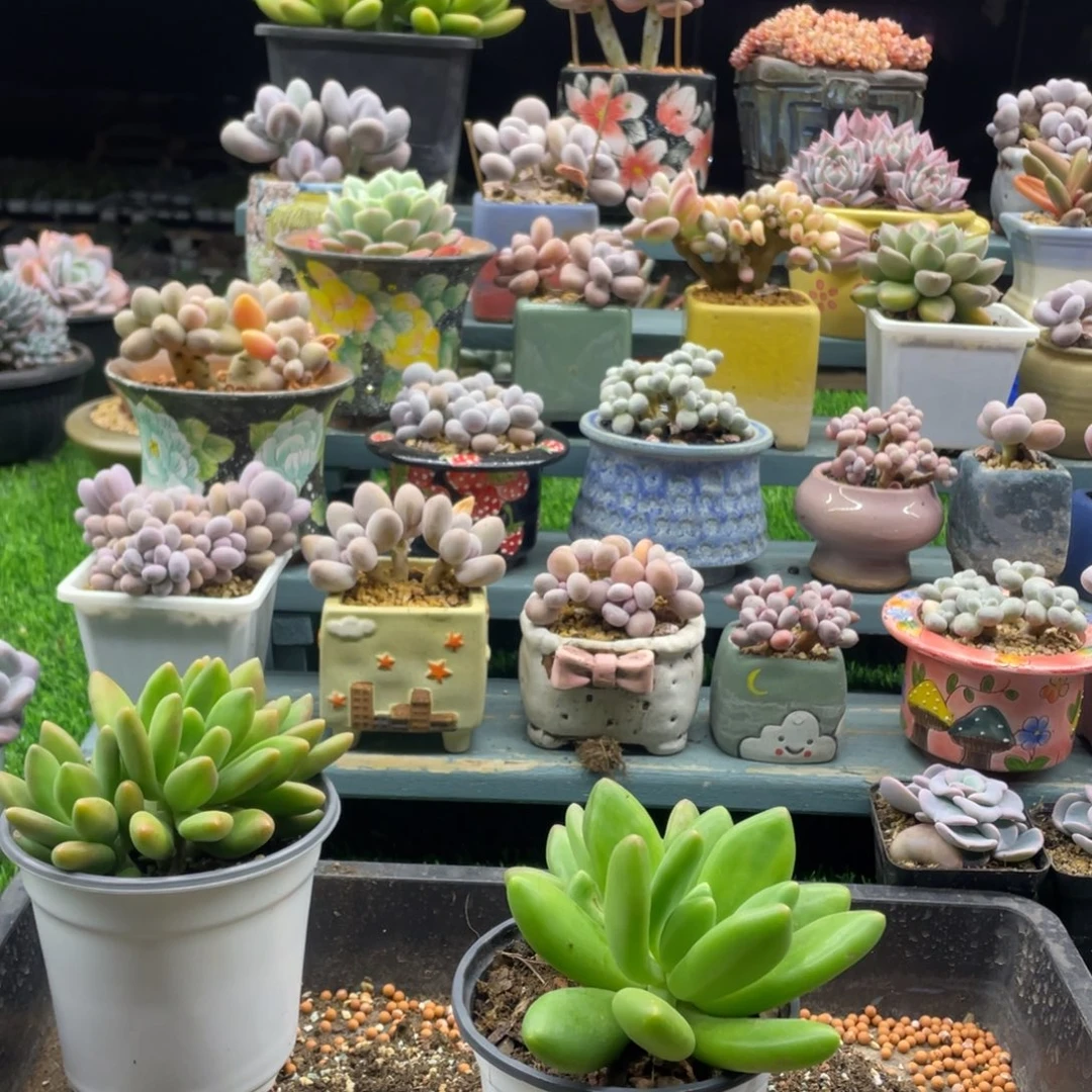 皎***亮芒果奶锦多肉植物