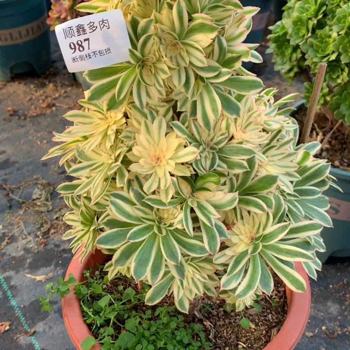 987夕颜多肉植物特价
