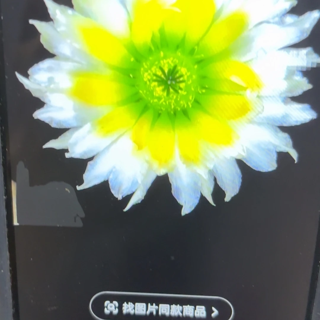 御琪虾侧牙20包邮仙人球48