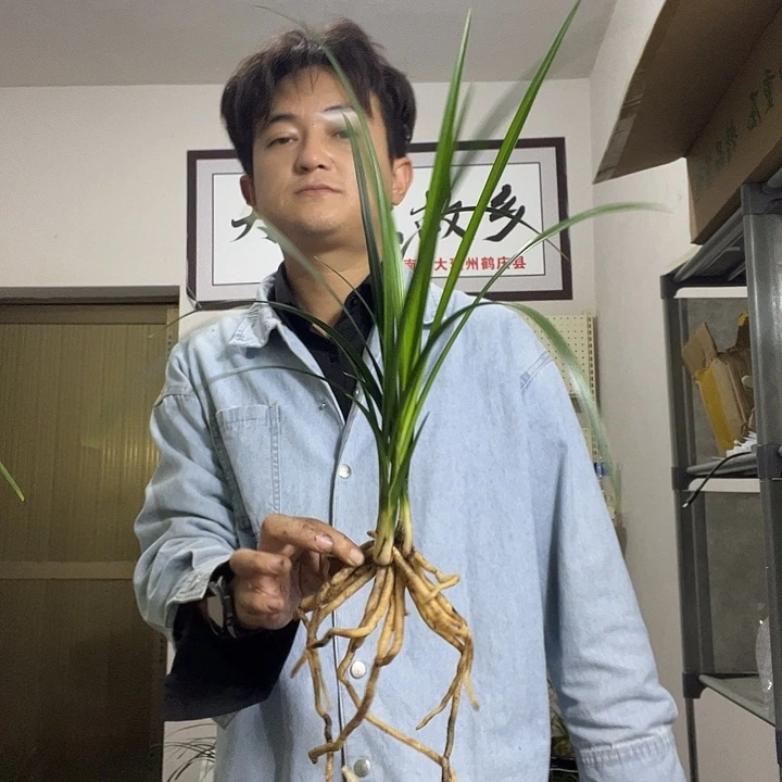 大部分花苞少量开放