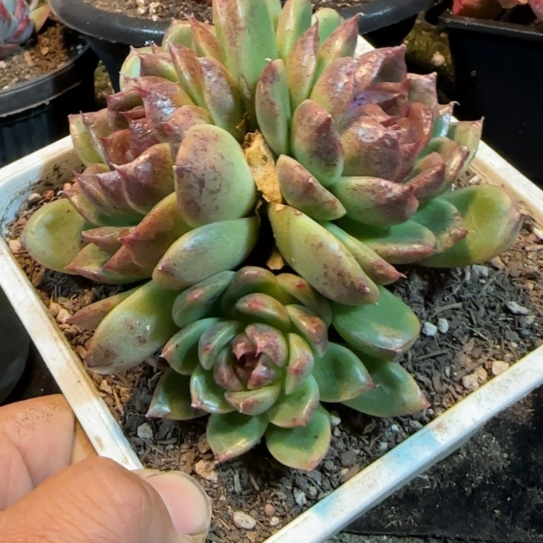 黑水晶多肉植物多肉