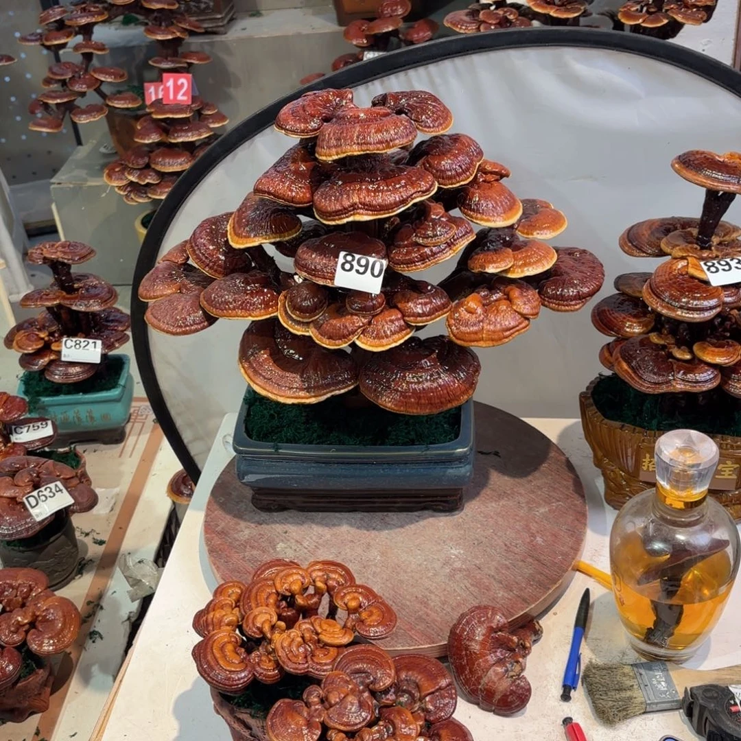 无花朵灵芝888888888888888888888