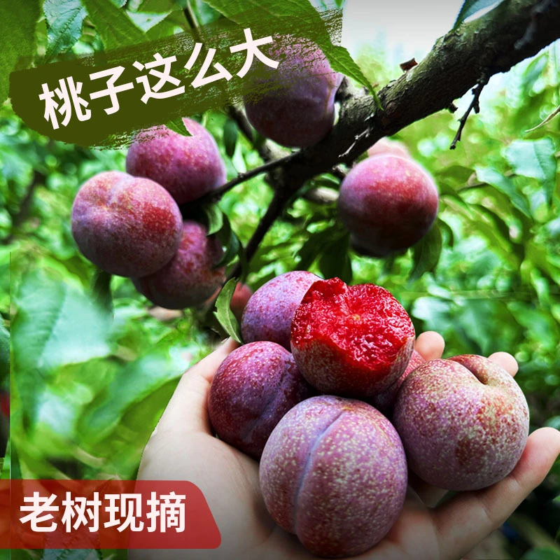 钱排银妃三华李 高山种植当日新鲜采摘酸甜爽脆红心李礼盒装包邮