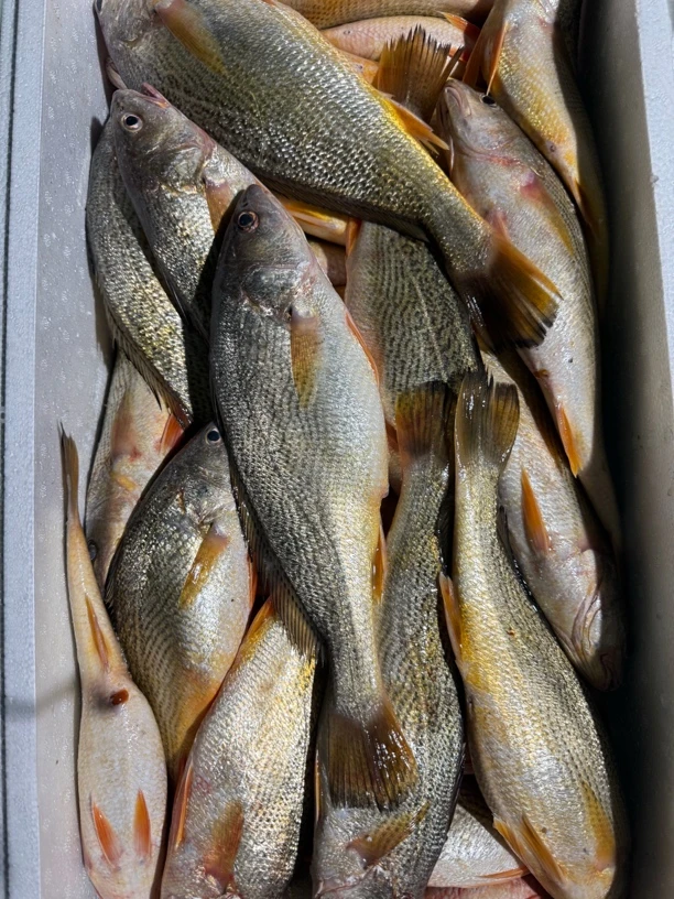 野生黄古鱼。冷冻发货