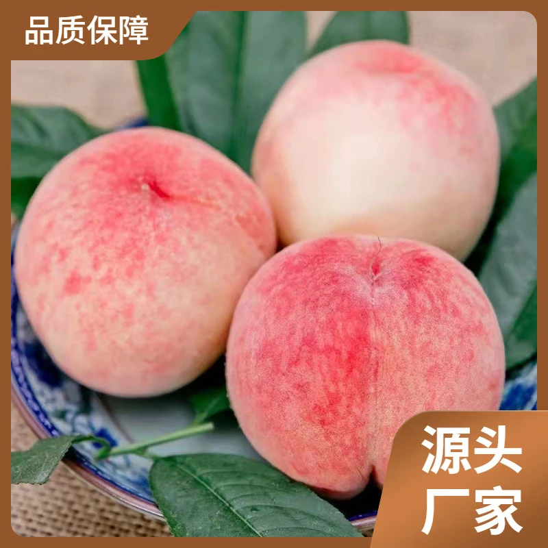 顺丰速运正宗无锡阳水蜜桃山新鲜水果当季白凤湖景桃子毛桃礼盒装