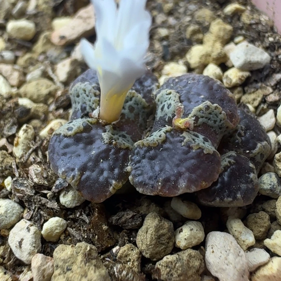 71号三头超蝶一物一拍