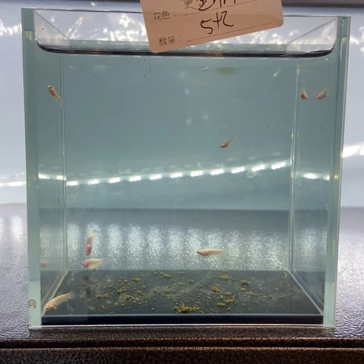斗鱼包活不包损所见即所得247