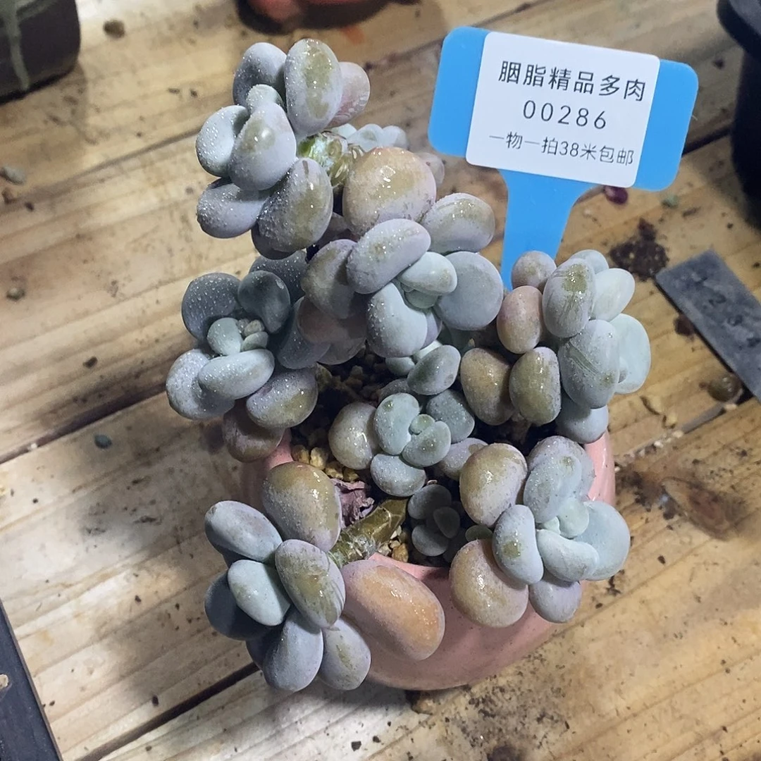 00286阿九哦怕辐射烤鱼我