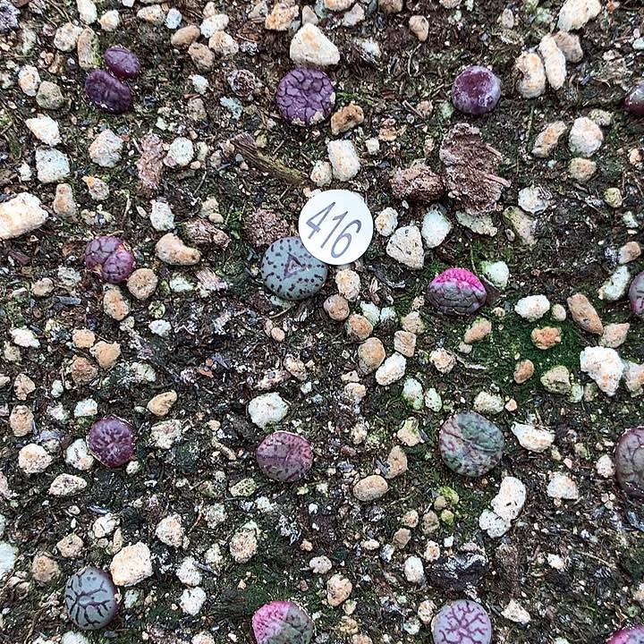 蜜416号111111111111111111