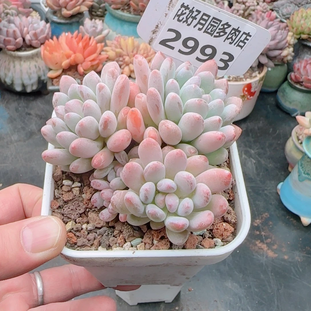 s****?多肉植物2993…………………………